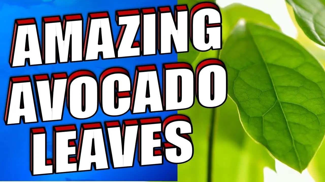 Amazing Avocado Leaves