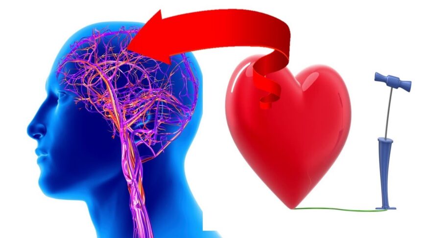 11 Amazing Natural Ways To Boost Blood Circulation To The Brain & Heart ...