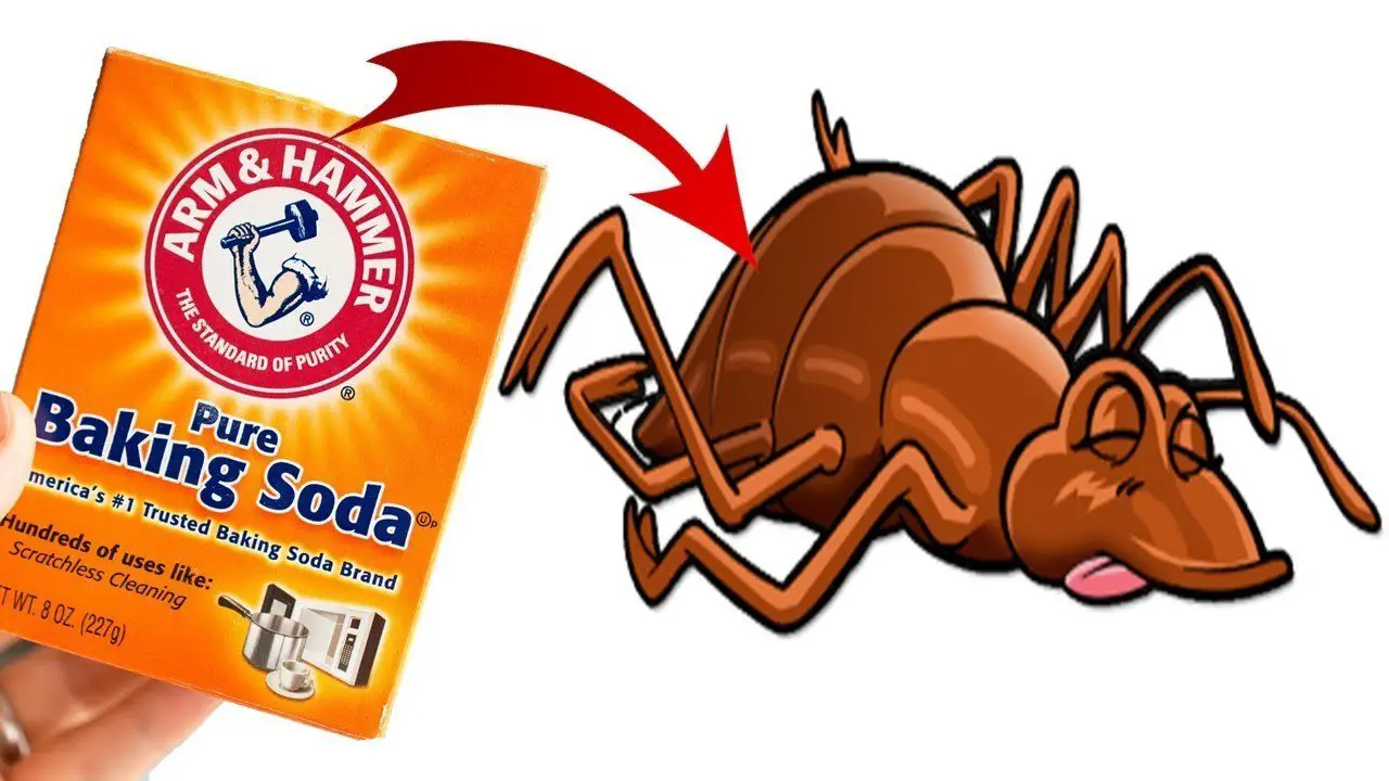 bugs bed soda kill baking fast natural health