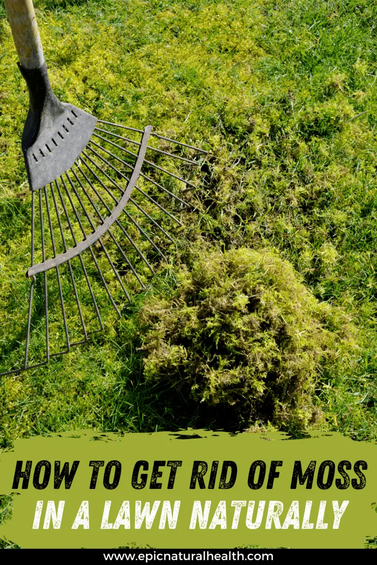 How To Get Rid of Moss In a Lawn Naturally & Fast HOME REMEDIES