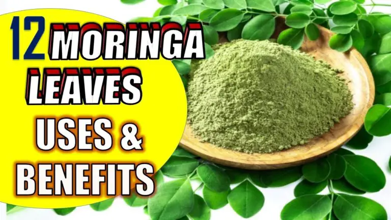 12 Science Based Moringa Leaves Health Benefits and Uses | -Drumstick ...