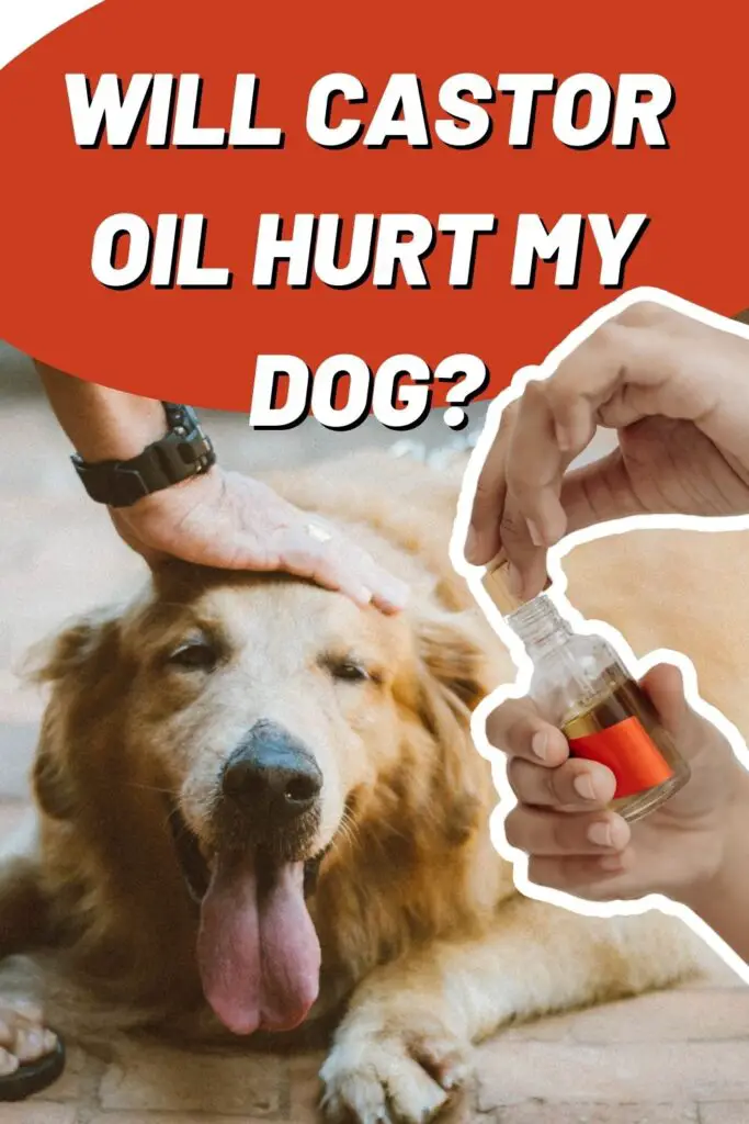 Will Castor Oil Hurt My Dog? - Epic Natural Health