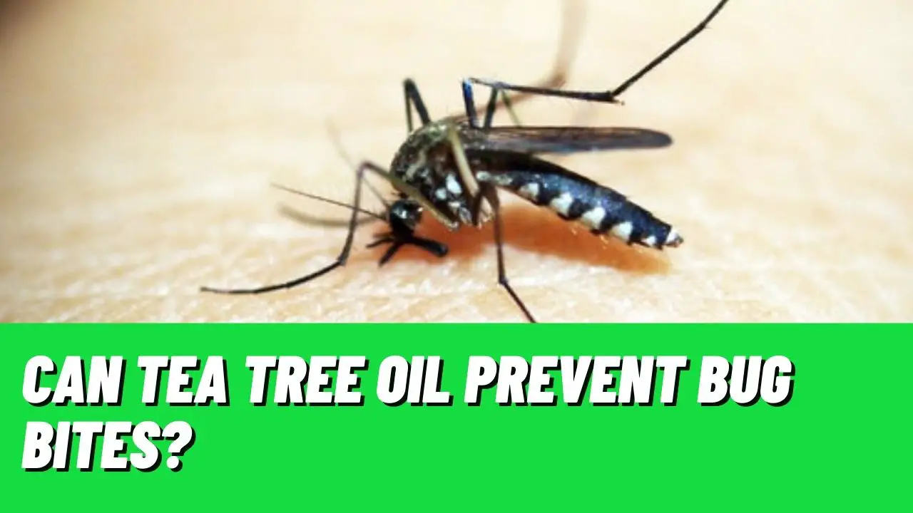 How To Use Tea Tree Oil For Bug Bites