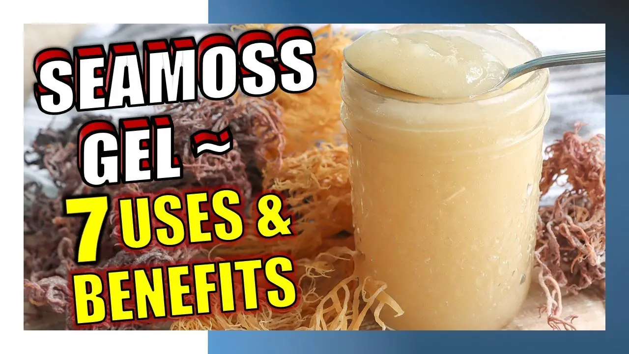 7 Uses and Benefits of Sea Moss Gel Epic Natural Health