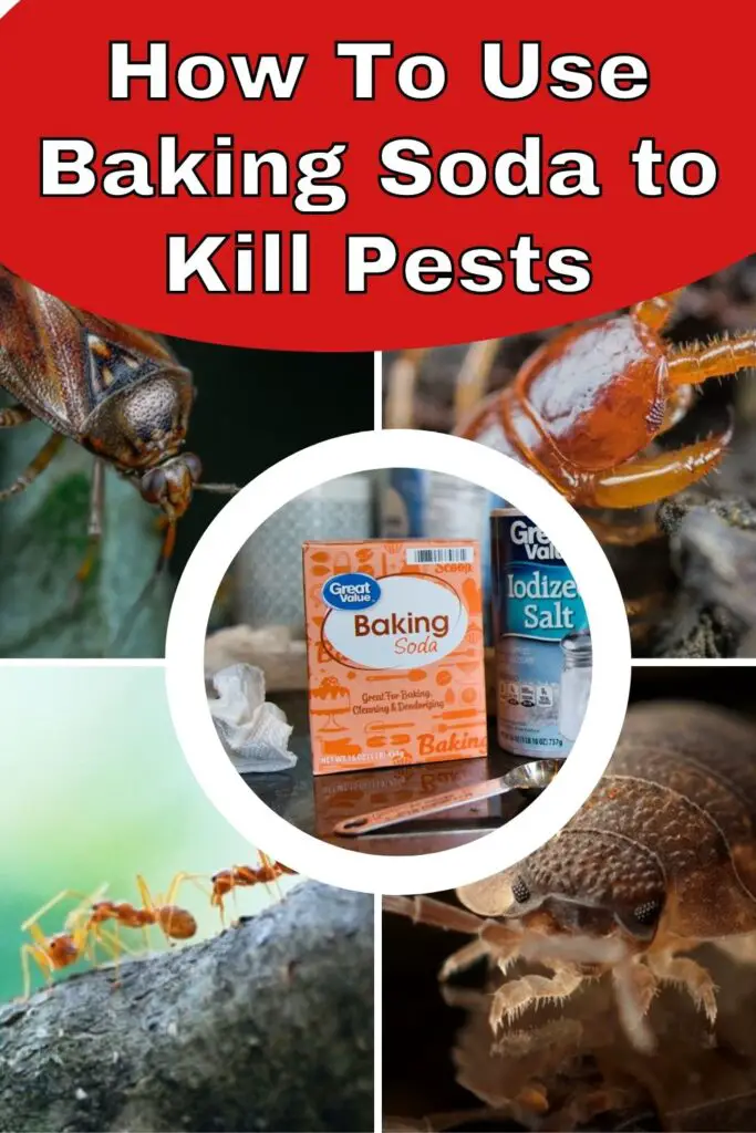 How To Use Baking Soda To Kill Pests Cockroaches Bedbugs Ants Mice Etc Epic Natural Health 8470