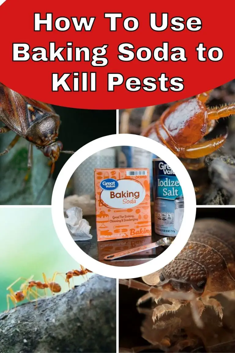 How To Use Baking Soda to Kill Pests COCKROACHES, BEDBUGS, ANTS, MICE