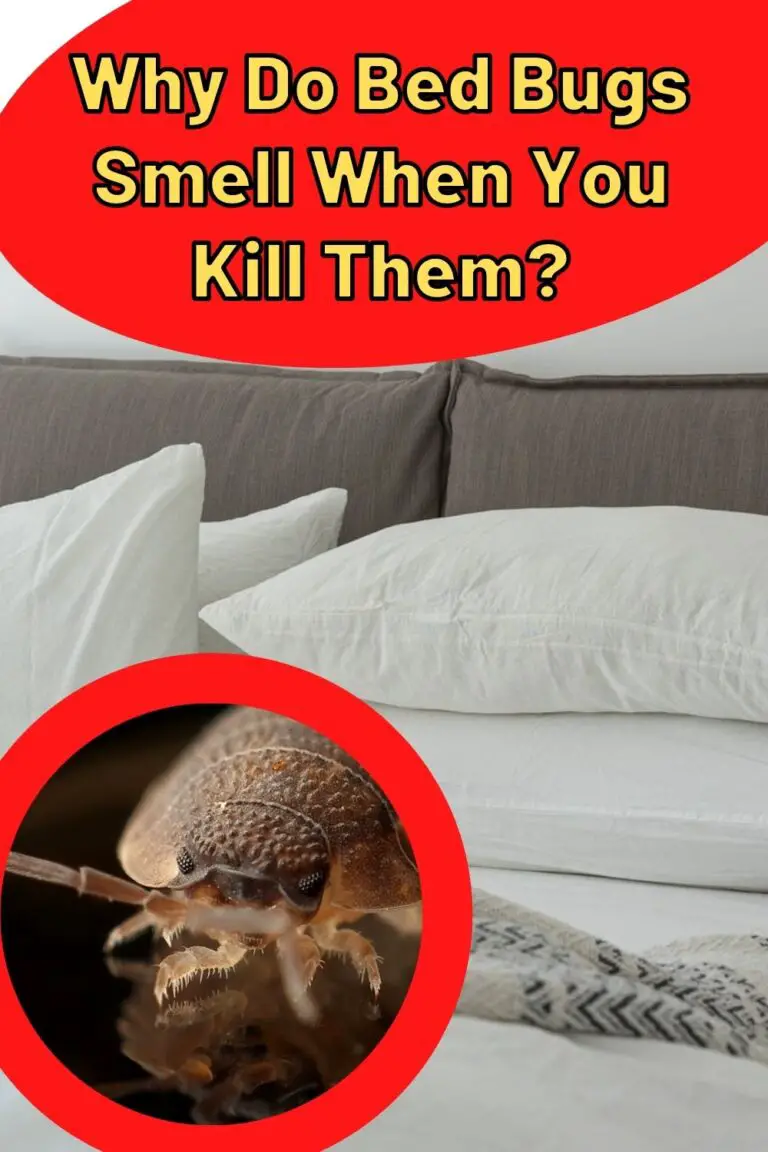 Why Do Bed Bugs Smell When You Kill Them? - Epic Natural Health