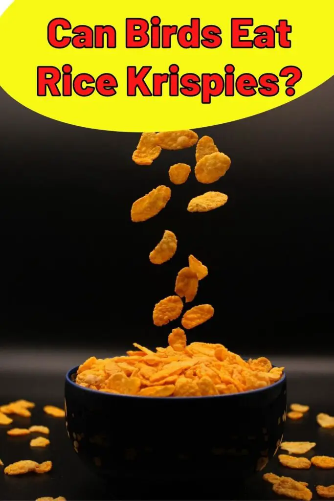 can-birds-eat-rice-krispies-epic-natural-health