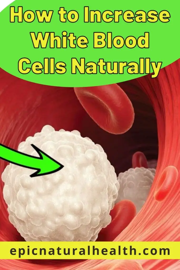 how-to-increase-white-blood-cells-naturally-epic-natural-health